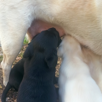 Subito disponibili cuccioli labrador retriever