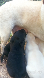 Subito disponibili cuccioli labrador retriever