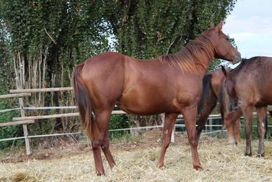 Puledro Quarter Horse 18 mesi