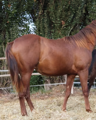 Puledro Quarter Horse 18 mesi