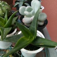 Piante grasse ASTROLOBA