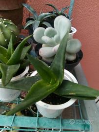 Piante grasse ASTROLOBA