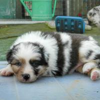 Cuccioli pastore australiano alta genealogia