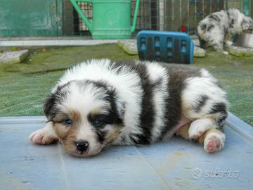 Cuccioli pastore australiano alta genealogia