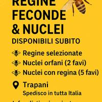 Api regine, nuclei, celle reali