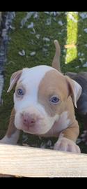 Cucciola American Pitbull Terrier Silver