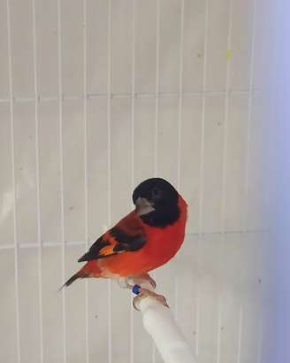 Cardinalino