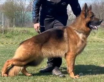 Cuccioli pastore tedesco