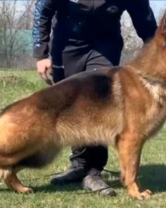 Cuccioli pastore tedesco