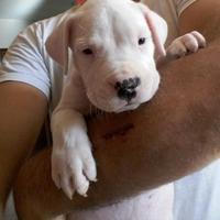 Cuccioli di Dogo Argentino