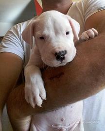 Cuccioli di Dogo Argentino