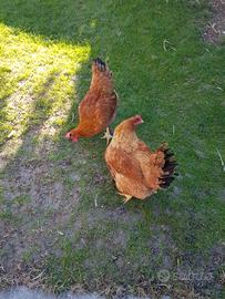 Pollastre da carne e uova