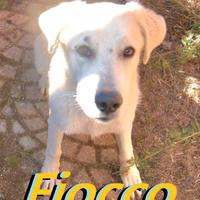 Fiocco