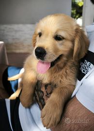 Cuccioli di Golden Retriever