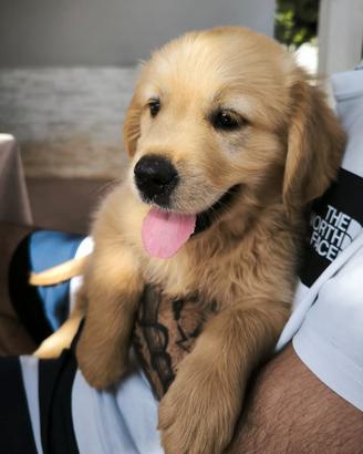 Cuccioli di Golden Retriever