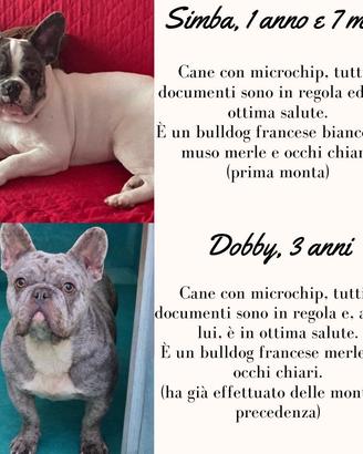 Bulldog francese