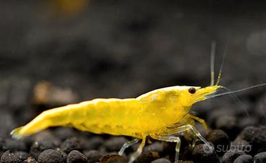 10x Neocaridina Yellow Neon - GRADO A