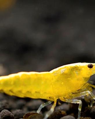 10x Neocaridina Yellow Neon - GRADO A