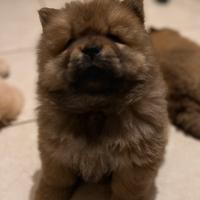 Cuccioli chow chow