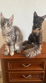 Maine Coon da Meinface