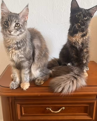 Maine Coon da Meinface