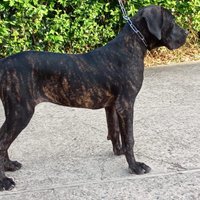 Cane corso