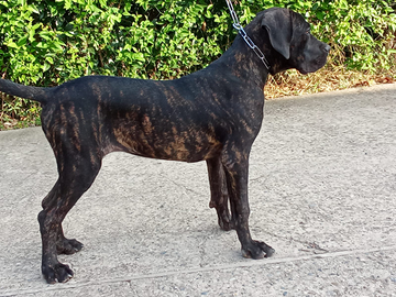 Cane corso
