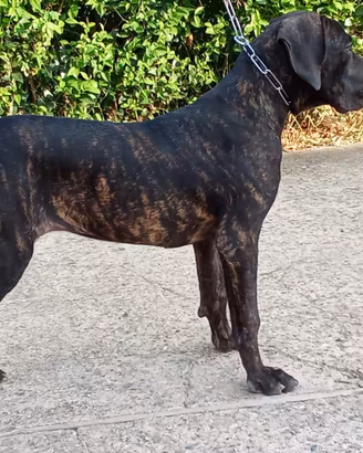 Cane corso