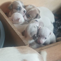 Jack russell nani a zampa corta