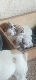 Jack russell nani a zampa corta