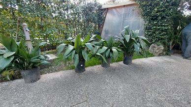 Piante sempreverdi in vaso