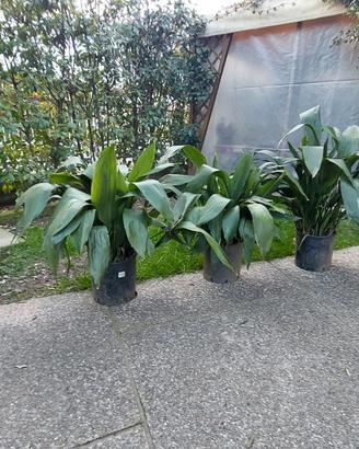 Piante sempreverdi in vaso