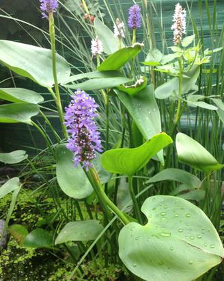 Piante acquatiche filtranti