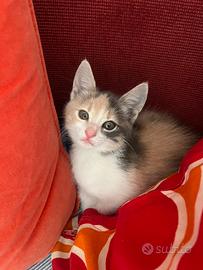 Gattini