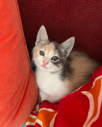 Gattini