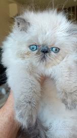Gattini Persiani Blue Point