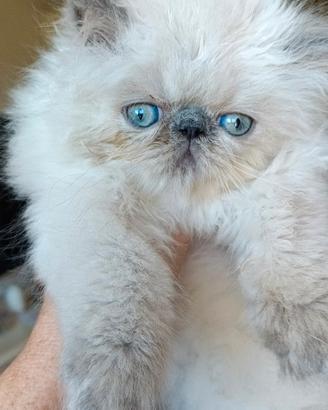 Gattini Persiani Blue Point