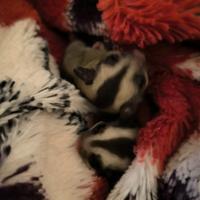 Petauro dello zucchero