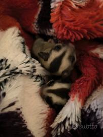 Petauro dello zucchero