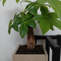 vasi per bonsai 