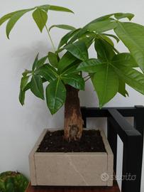 vasi per bonsai 