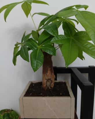 vasi per bonsai 