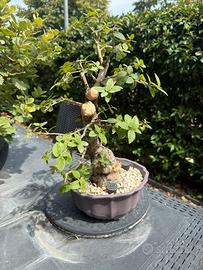 Bonsai phillirea