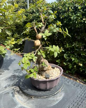 Bonsai phillirea