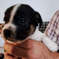 Cagnolini meticci tagia piccola