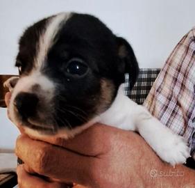 Cagnolini meticci tagia piccola