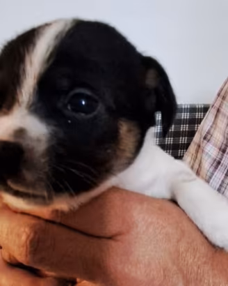 Cagnolini meticci tagia piccola