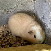 Cavia us teddy