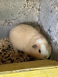 Cavia us teddy