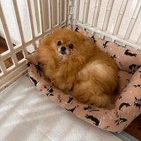 Volpino Pomerania BATUFFOLA spitz TOY Pedigree